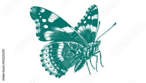 Admiral Butterfly vector