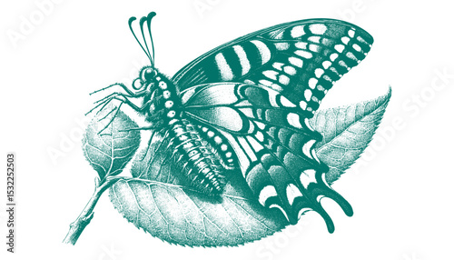 Admiral Butterfly vector