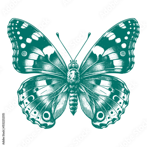 Admiral Butterfly vector