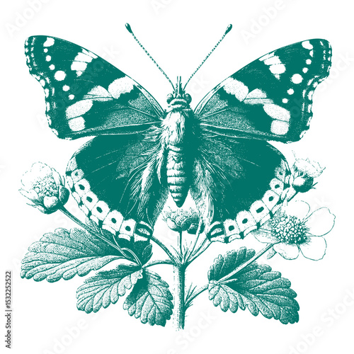 Admiral Butterfly vector