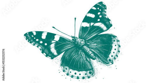 Admiral Butterfly vector