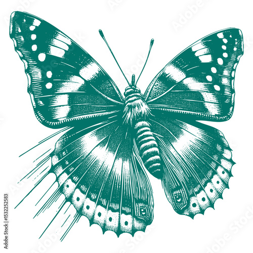Admiral Butterfly vector