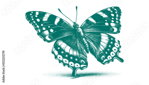 Admiral Butterfly vector