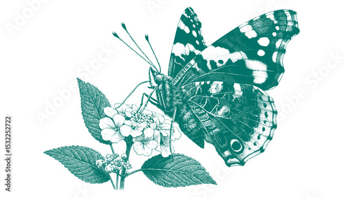 Admiral Butterfly vector