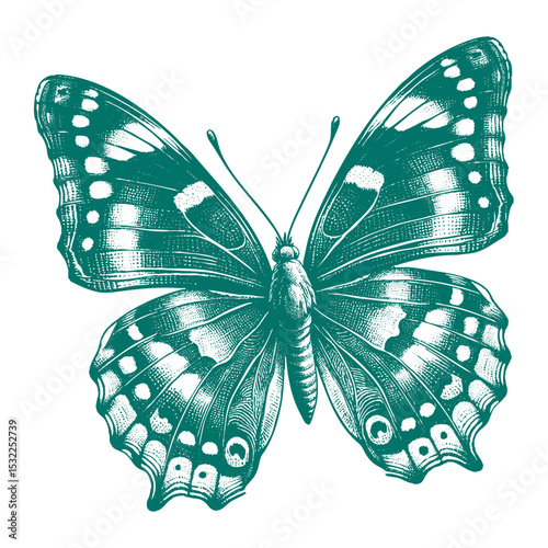 Admiral Butterfly vector