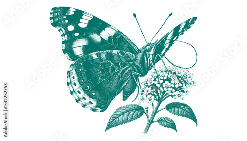 Admiral Butterfly vector