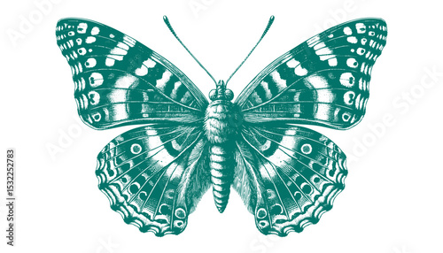 Admiral Butterfly vector