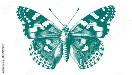 Admiral Butterfly vector