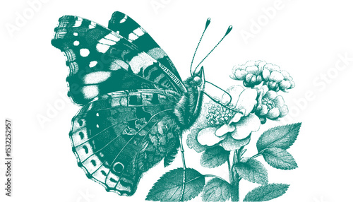 Admiral Butterfly vector