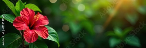 Vibrant red hibiscus blooms, lush green foliage backdrop, blossom, natural