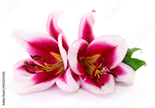 Two pink lilies.