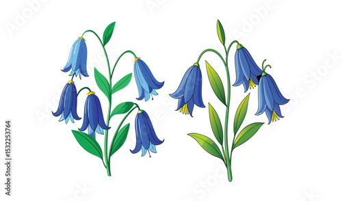 Two bluebell flower stems illustration