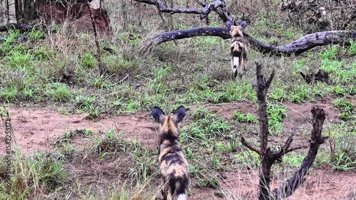 Wild Dog Sub Adult Puppies at Play. This lively pack frolics through the bush, embracing their youthful energy in a series of playful chases and interactions. testing their speed and agility.