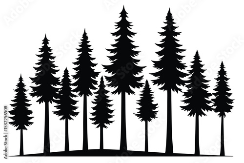 Majestic silhouette of evergreen trees in a forest
