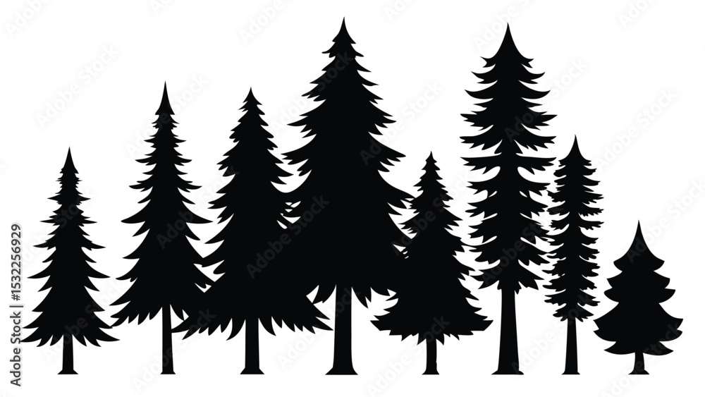 Fototapeta premium Silhouettes of evergreen trees in a forest