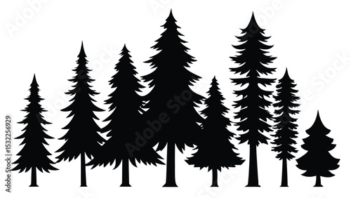 Silhouettes of evergreen trees in a forest