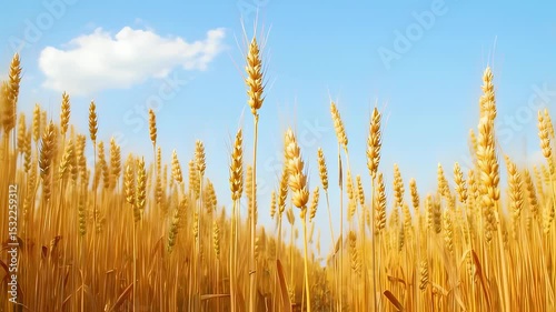 Golden Wheat Field Under Clear Blue Sky. Seamless looping 4k video background 