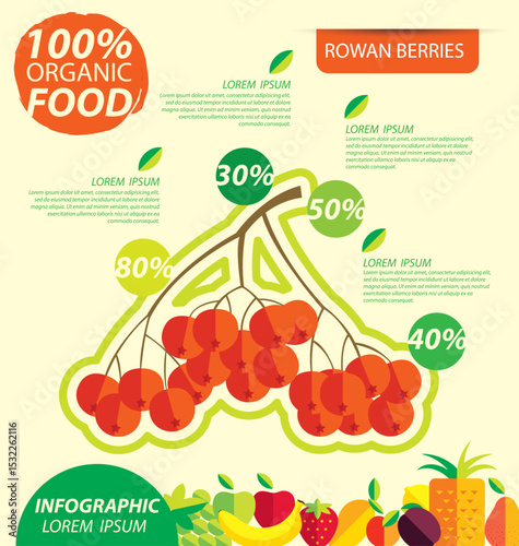 Rowan berries. Infographic template. vector illustration.