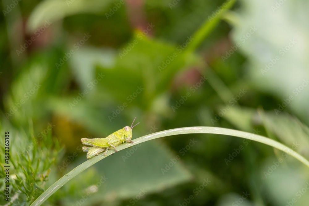grasshopper on the grass grasshopper on the grass