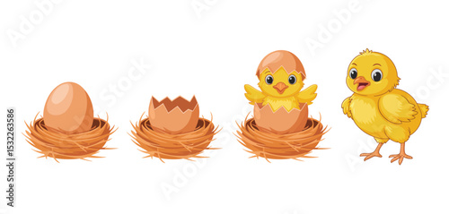 Cute Chick Growing Stages in Nest Cartoon Illustration