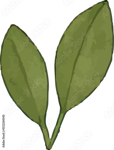 This illustration features fresh green shiso leaves, a staple in Japanese cuisine, often used as a garnish or flavor enhancer. Perfect for food art, culinary designs, or Japanese recipe visuals, it em