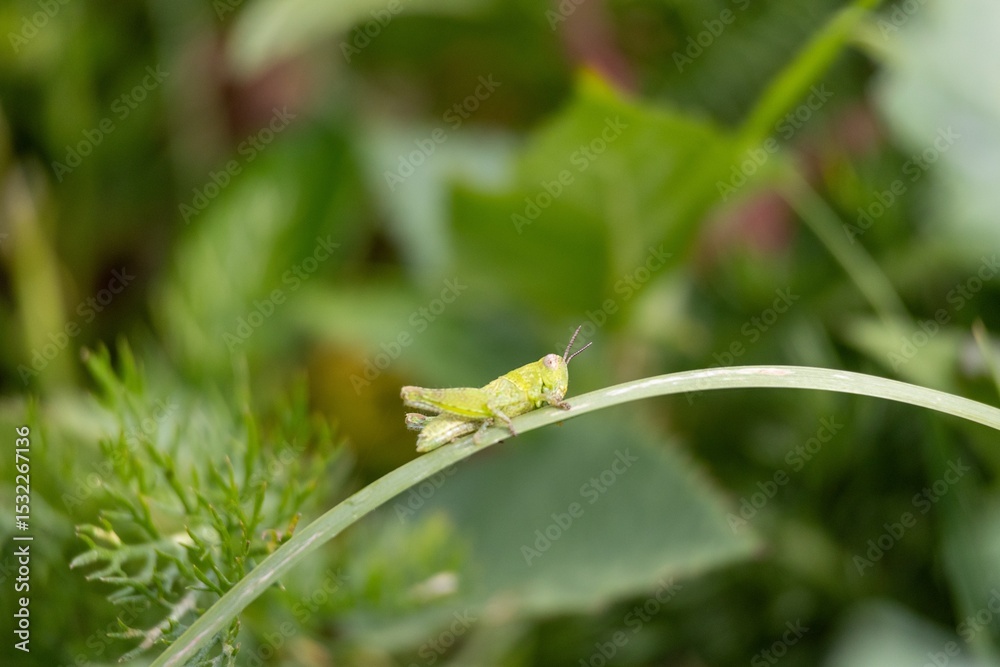 Fototapeta premium dragonfly on green leaf