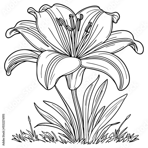 Elegant Line Drawing of a Blooming Lily Flower with Leaves and Grass