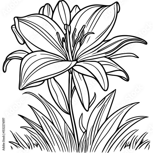 Twin Lily Flowers in Detailed Botanical Line Illustration with Grass