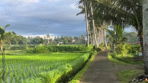 Scenic Path Through Lush Rice Fields and Coconut Trees in Bali