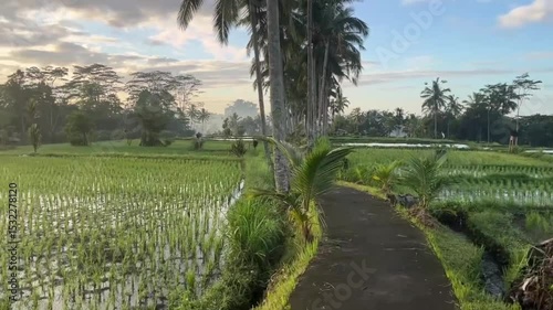 Scenic Path Through Lush Rice Fields and Coconut Trees in Bali