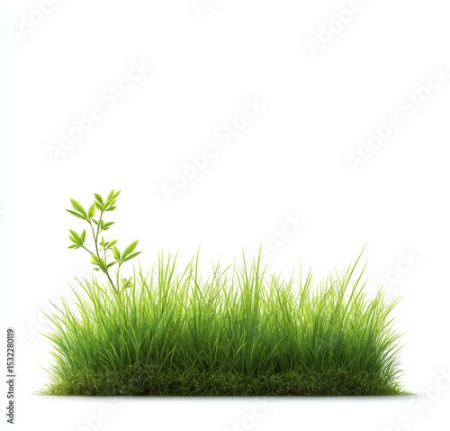 Fresh Green Grass and Young Plant