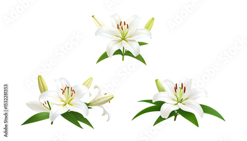 Beautiful white flower with delicate petals blooming in nature, isolated on white background
