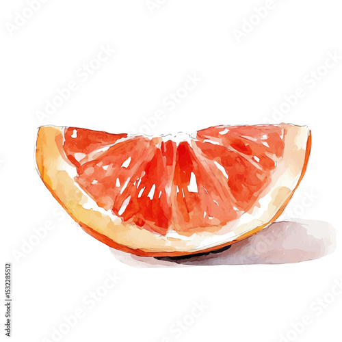 Tangerine Slice, watercolor painting vector, isolated on a white background.