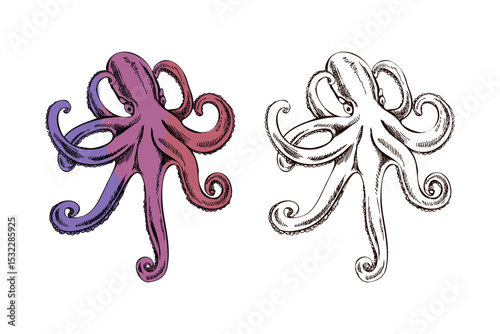 Hand drawn vintage illustration of octopus with extended tentacles in purple red color and ink sketch version