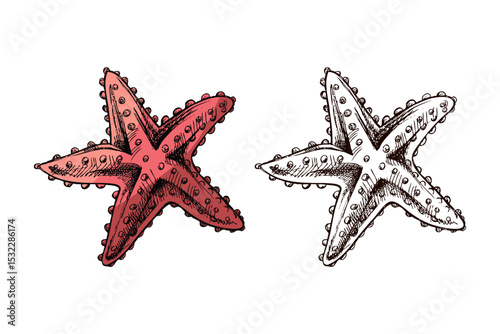 Hand drawn vintage illustration of starfish in coral red color and monochrome version, isolated marine animal set