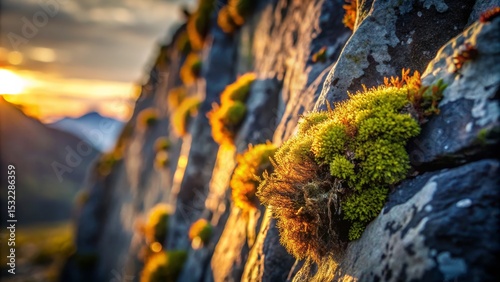 Mossy Rock Wall at Sunset