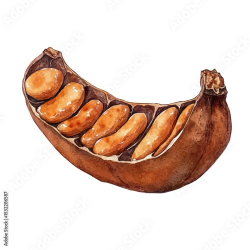 Tamarind Slice, watercolor clipart vector, isolated on a white background.