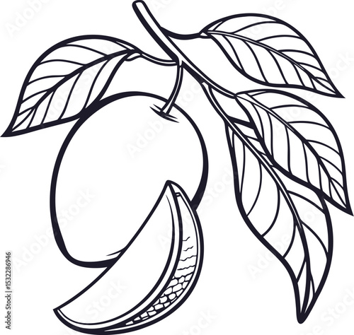 Mango tropical fruit vector illustration. isolated on white background. 
