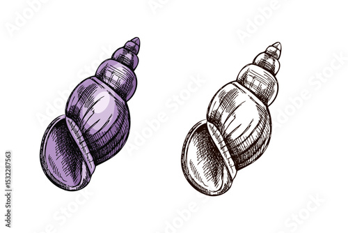 Hand drawn vintage sketch of spiral sea shell in soft purple color with monochrome version, isolated vector illustration