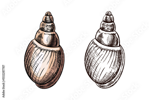 Hand drawn vintage sketch of oval spiral seashell in pastel beige color with monochrome version, isolated vector illustration