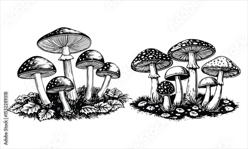 Fly agaric mushrooms isolated on white background in black and white