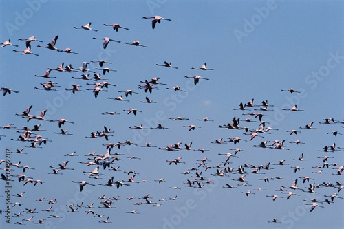 Birds Flamingo in flight phoenicopterus sp