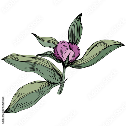 Elegant peonies flower illustration in realistic botanical style, isolated on white background, perfect for wedding invitations, floral prints, greeting cards, packaging design, and romantic decor
