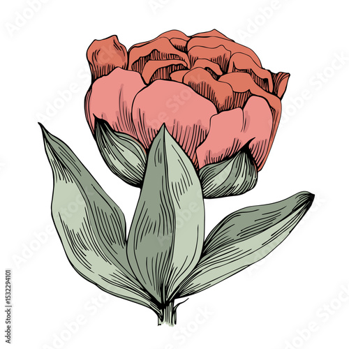 Elegant peonies flower illustration in realistic botanical style, isolated on white background, perfect for wedding invitations, floral prints, greeting cards, packaging design, and romantic decor