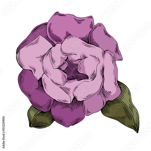 Elegant peonies flower illustration in realistic botanical style, isolated on white background, perfect for wedding invitations, floral prints, greeting cards, packaging design, and romantic decor