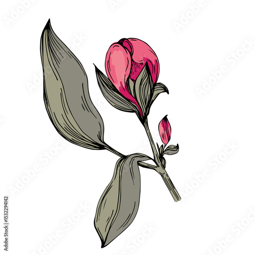 Elegant peonies flower illustration in realistic botanical style, isolated on white background, perfect for wedding invitations, floral prints, greeting cards, packaging design, and romantic decor