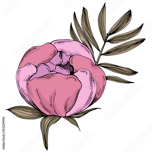Elegant peonies flower illustration in realistic botanical style, isolated on white background, perfect for wedding invitations, floral prints, greeting cards, packaging design, and romantic decor