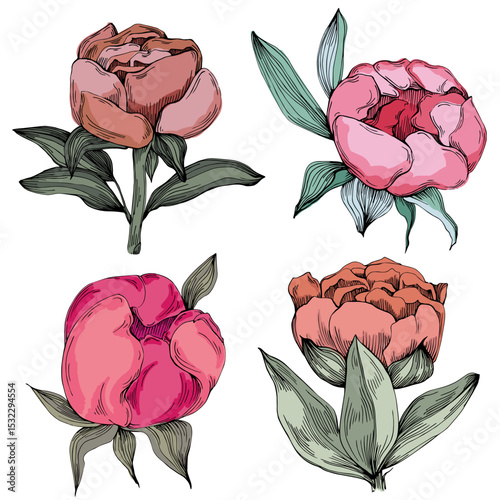 Elegant peonies flower illustration in realistic botanical style, isolated on white background, perfect for wedding invitations, floral prints, greeting cards, packaging design, and romantic decor