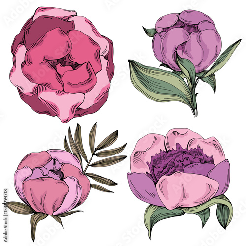 Elegant peonies flower illustration in realistic botanical style, isolated on white background, perfect for wedding invitations, floral prints, greeting cards, packaging design, and romantic decor