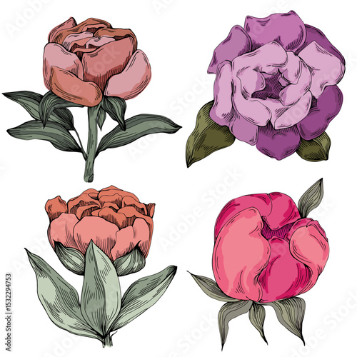 Elegant peonies flower illustration in realistic botanical style, isolated on white background, perfect for wedding invitations, floral prints, greeting cards, packaging design, and romantic decor